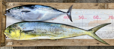 大瀬崎沖で釣れた魚