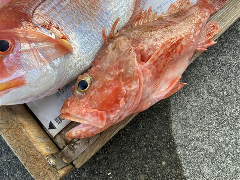 石花海で釣れた魚