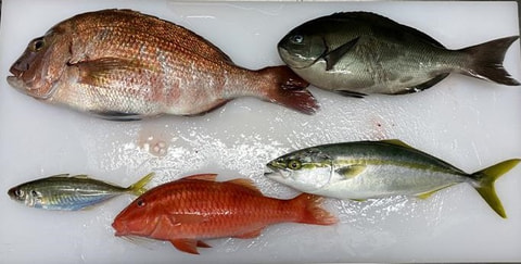 平沢沖で釣れた魚