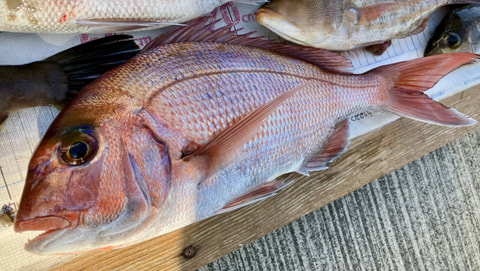 高瀬で釣れた魚