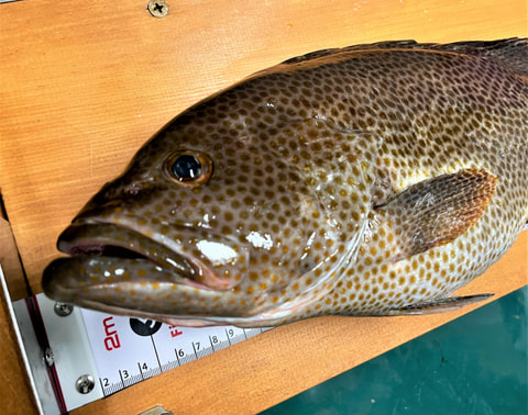 大瀬で釣れた魚