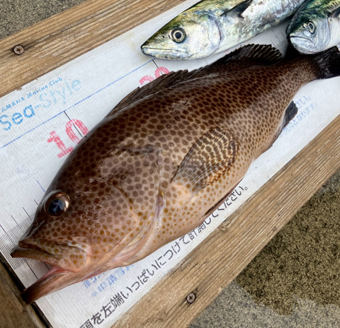 淡島沖~ワラサ根で釣れた魚