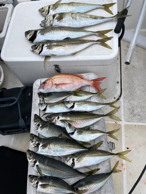 西浦沖で釣れた魚