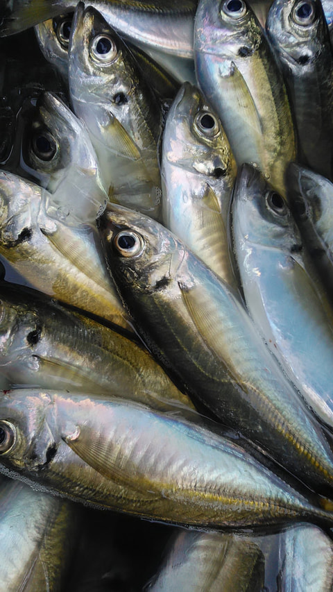 長井崎　水深28ｍで釣れた魚