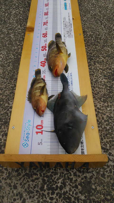 千本浜　水深40ｍから60ｍで釣れた魚