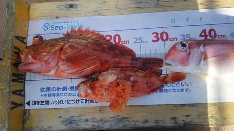 江梨　80ｍ-120ｍで釣れた魚