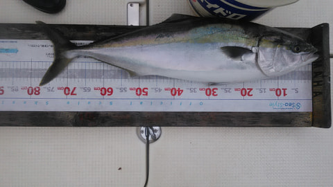 千本浜沖　水深50ｍで釣れた魚