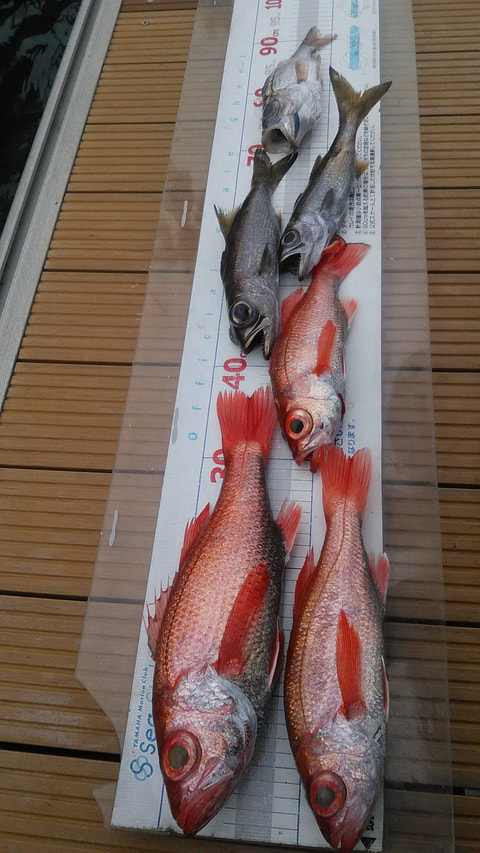 大瀬崎で釣れた魚