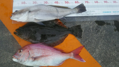 静浦波消堤周りで釣れた魚