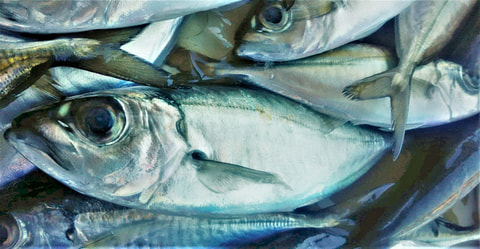 湾内で釣れた魚