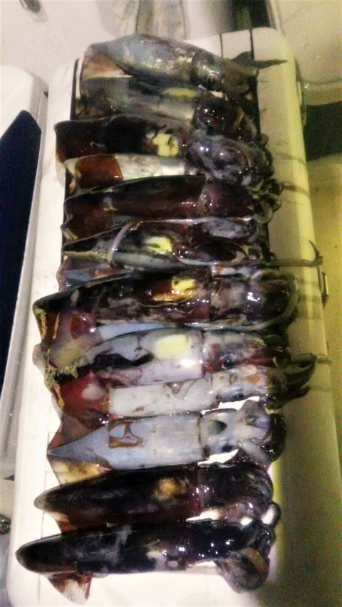 内浦湾沖で釣れた魚
