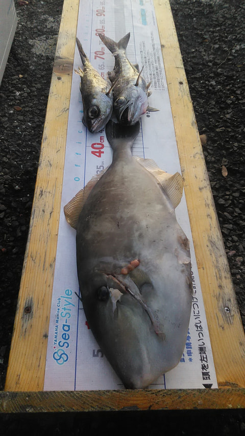 大瀬崎　80ｍから250ｍで釣れた魚