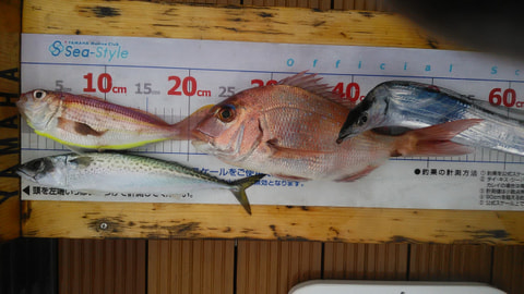 ワラサ根周辺で釣れた魚