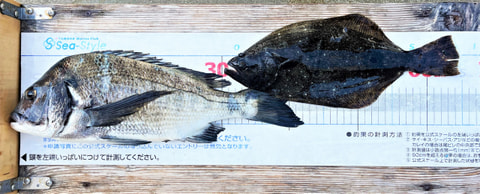 狩野川沖で釣れた魚