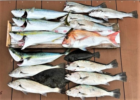 内浦湾内で釣れた魚