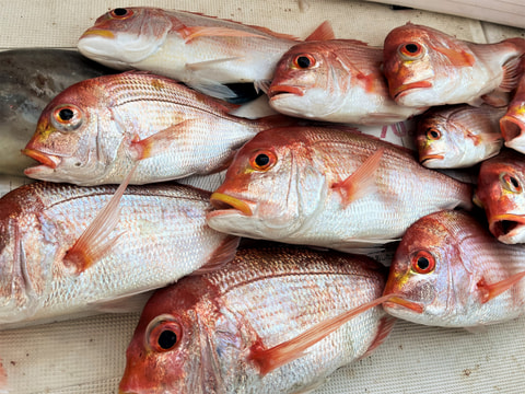 石花海で釣れた魚