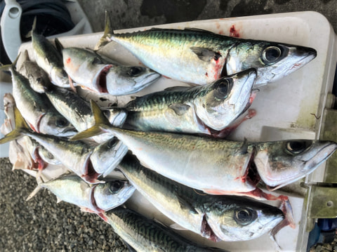 沼津沖　水深１００mのボトムから２０ｍアップまで　で釣れた魚