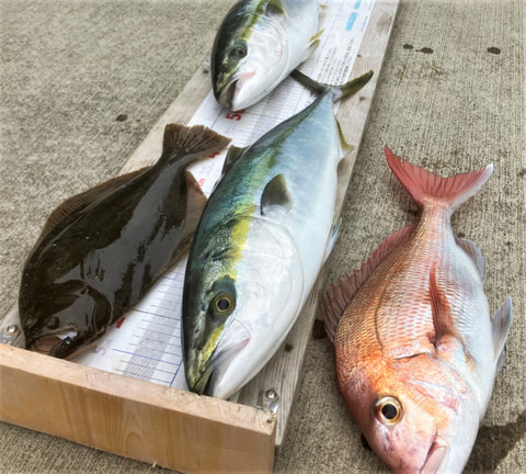 静浦沖　水深７６m　ボトムすれすれで釣れた魚