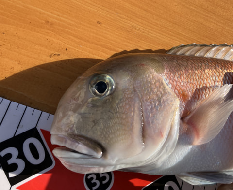 内浦湾内で釣れた魚