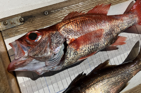 今沢で釣れた魚