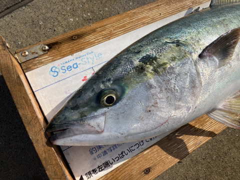 我入道沖で釣れた魚