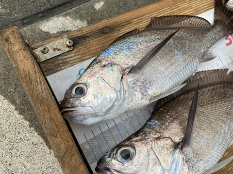 今沢沖で釣れた魚