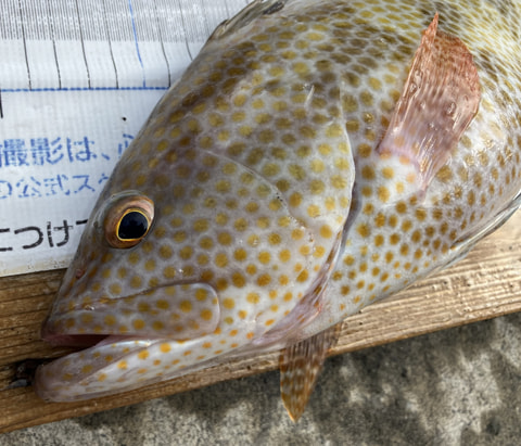 大瀬手前で釣れた魚