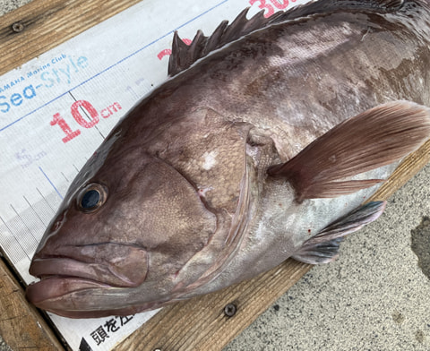 石花海で釣れた魚