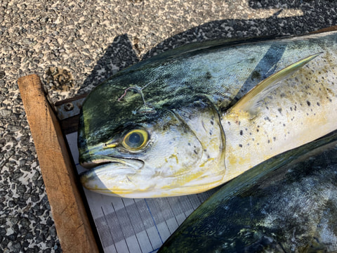 石花海で釣れた魚