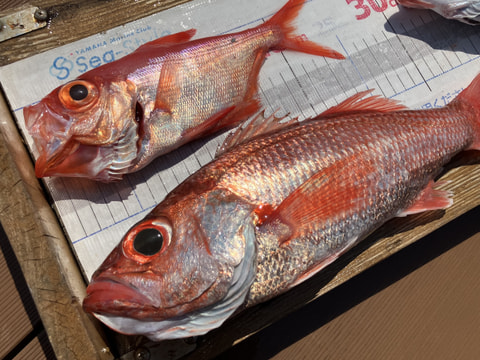 今沢沖で釣れた魚