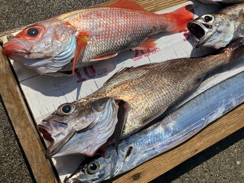 今沢沖で釣れた魚