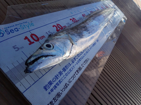 千本沖で釣れた魚