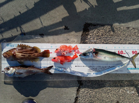大瀬崎・江梨・淡島周辺で釣れた魚