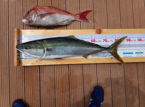 御用邸沖　水深50ｍで釣れた魚