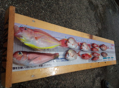 ワラサ根・淡島周辺で釣れた魚
