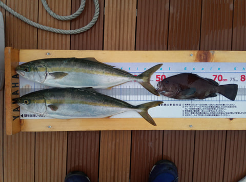 狩野川沖　水深50ｍで釣れた魚