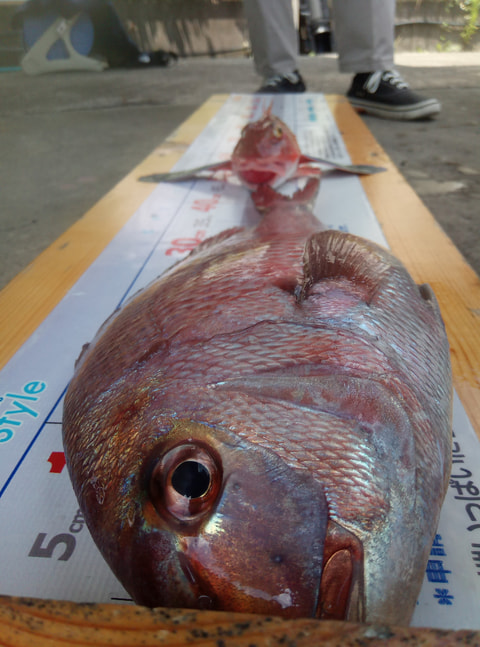 戸田沖　水深120ｍ　静浦湾　水深15ｍで釣れた魚