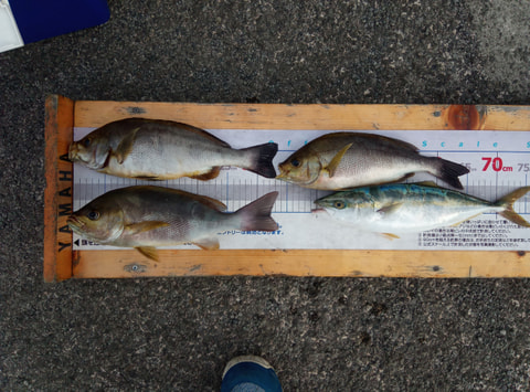 淡島周辺で釣れた魚