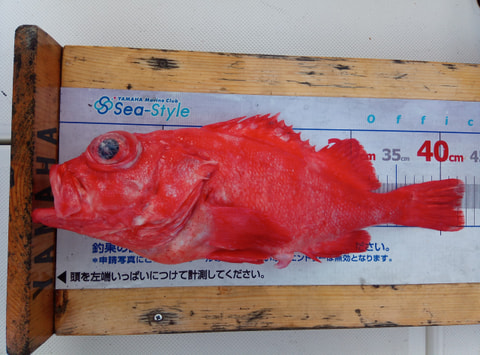 大瀬崎沖　500ｍで釣れた魚