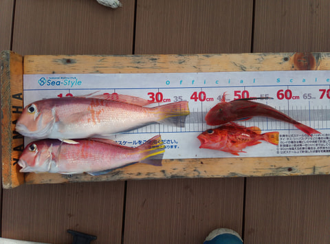 淡島沖　80mで釣れた魚