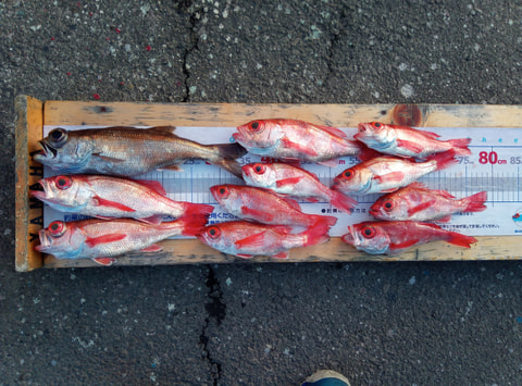 清水沖　250mで釣れた魚