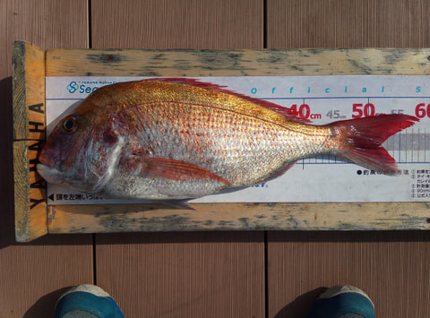 大瀬崎沖90mで釣れた魚