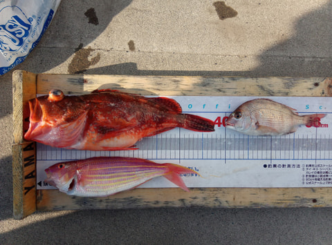 大久保の鼻で釣れた魚
