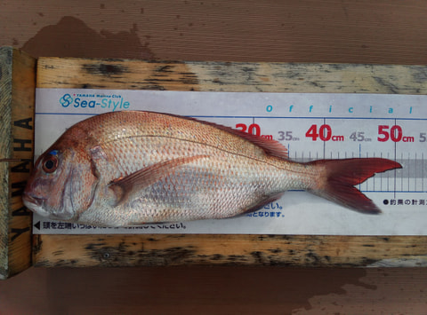 ワラサ根周辺80ｍで釣れた魚