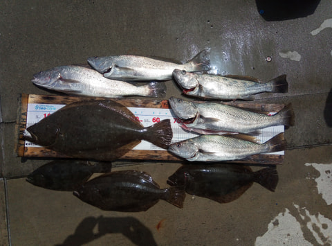 沼津港沖70mで釣れた魚