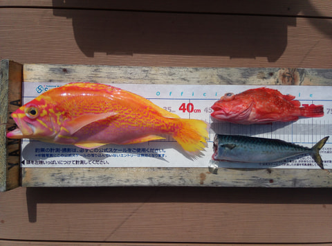 沼津港沖で釣れた魚