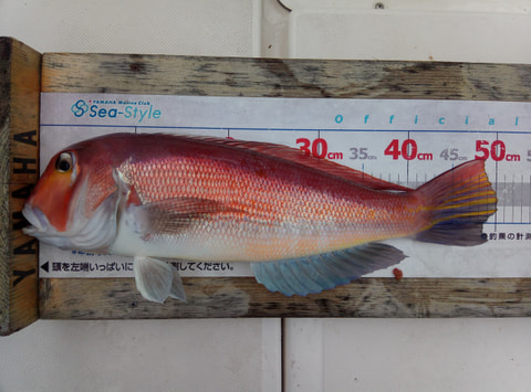 口野沖40～50mで釣れた魚