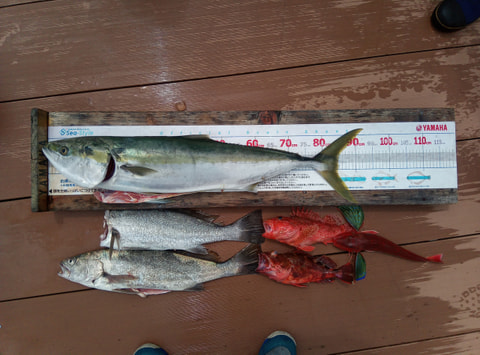 静浦沖40～80mで釣れた魚