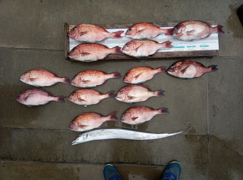 浅いところで釣れた魚