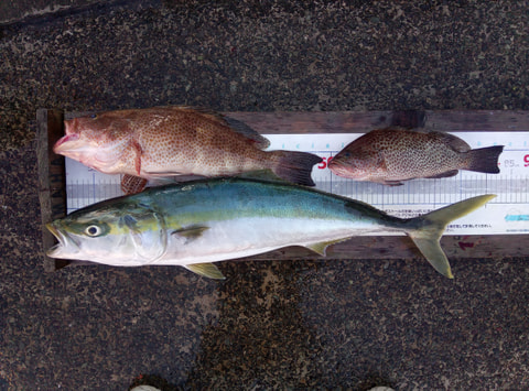 若松崎沖40～50mで釣れた魚